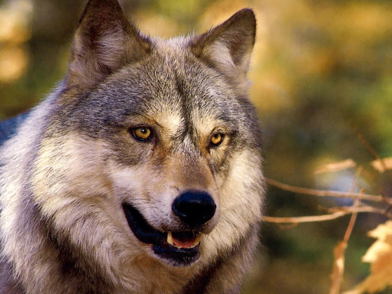 對孩子最好的保護就是不保護 對孩子最好的保護就是不保護