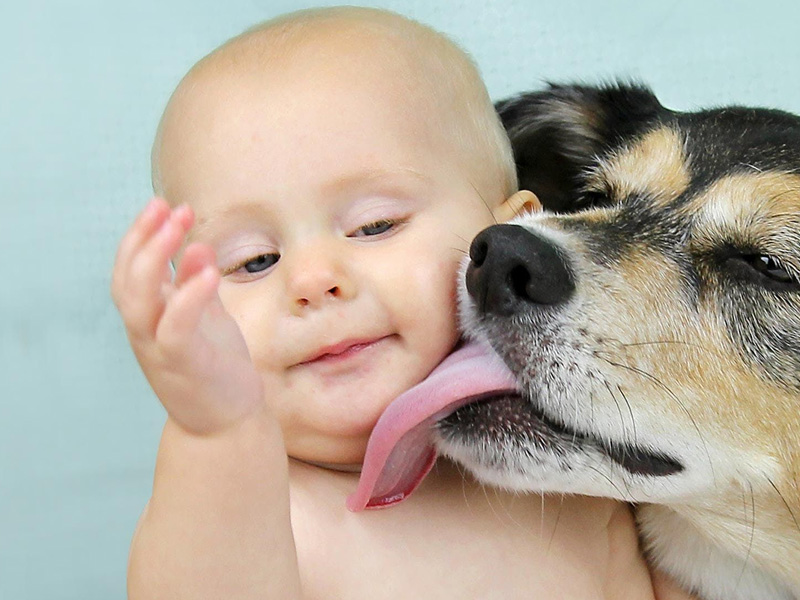 狗狗舔人的 5 大原因，不是因為喜歡你！