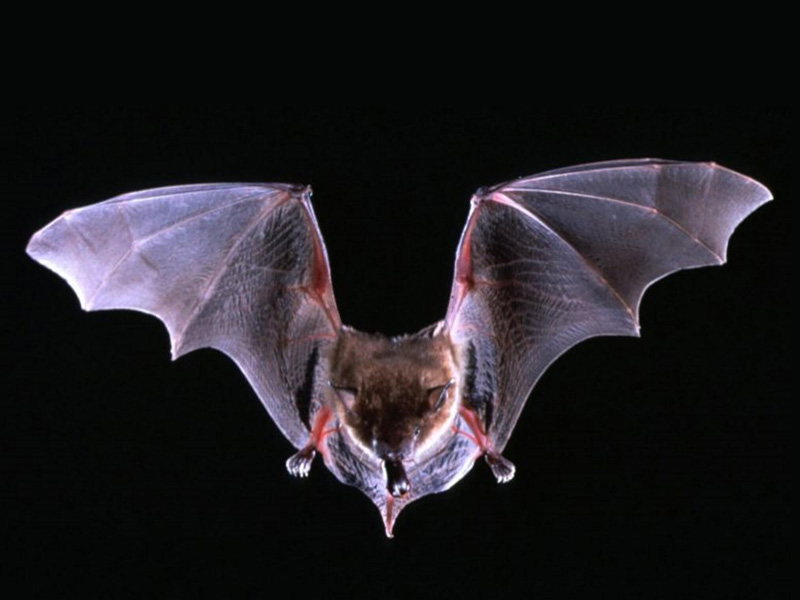 超級病毒，為何總是源於蝙蝠？