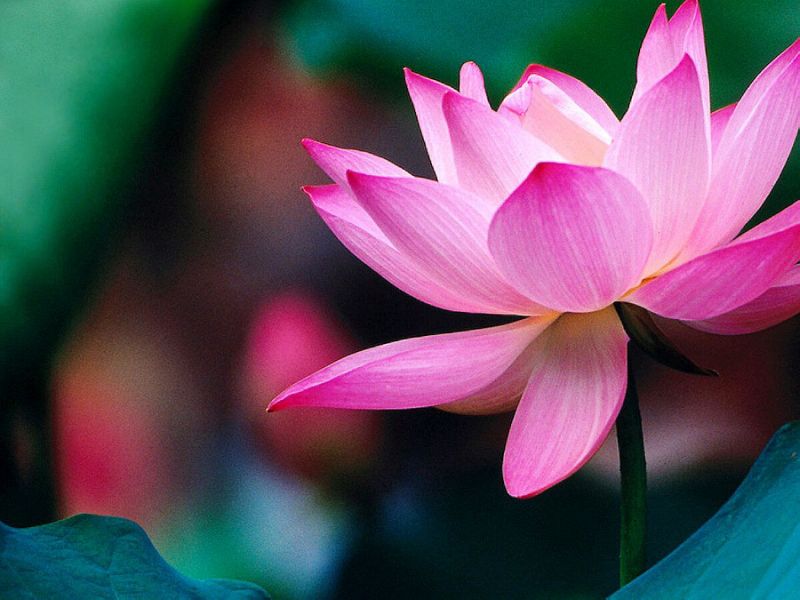 放開執念,隨緣 ... 放開執念,隨緣 ...