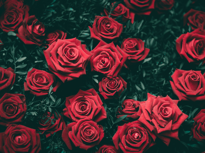 人生求半,花看半開 人生求半,花看半開