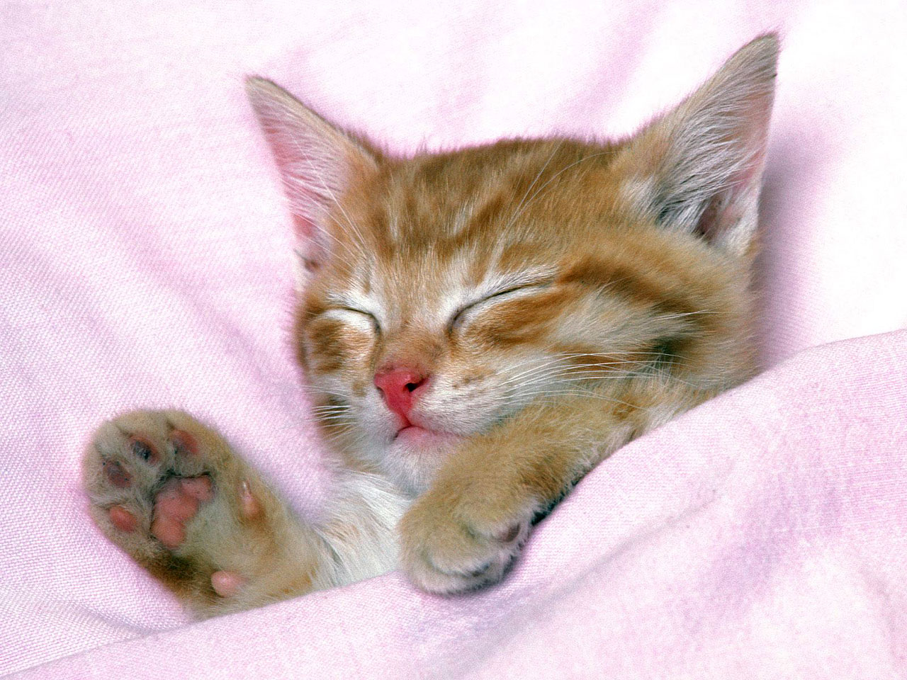 貓貓會做夢麼？
