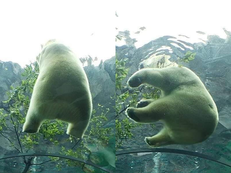 超萌：日本動物園北極熊屁屁坐玻璃