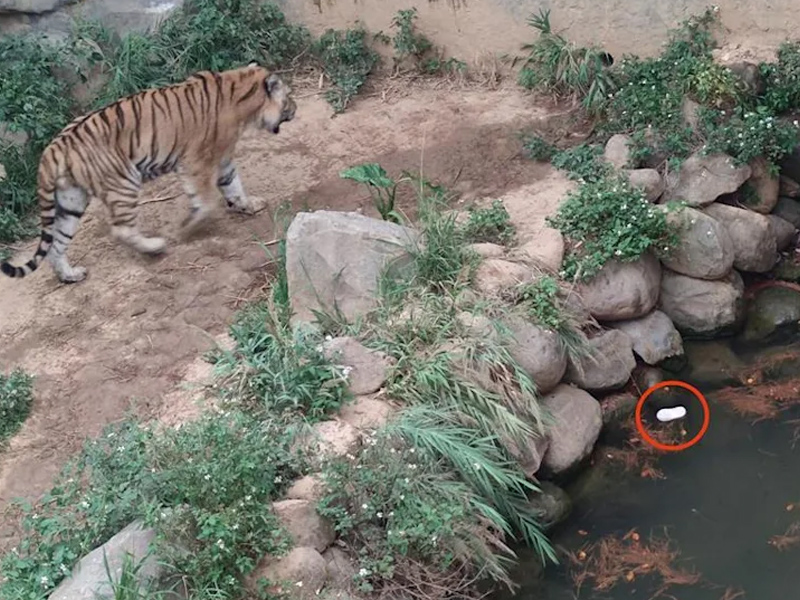 小朋友人呢？老虎籠內驚見2童鞋