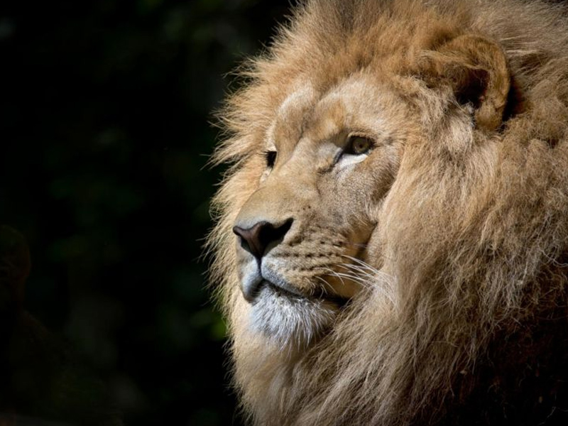 兩頭獅子 離奇逃脫機場貨櫃 兩頭獅子 離奇逃脫機場貨櫃