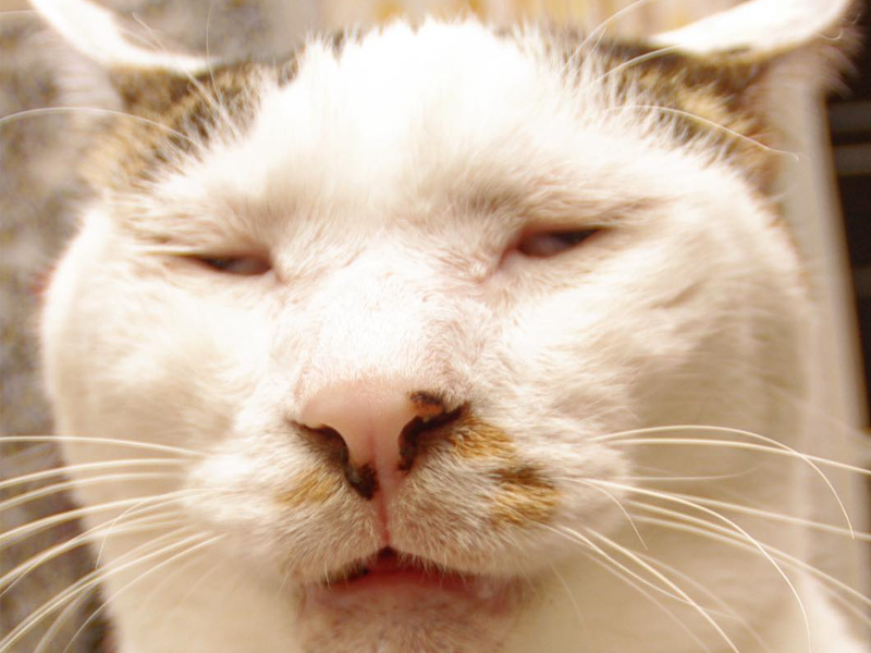 日本最醜最猥瑣的網紅貓星人