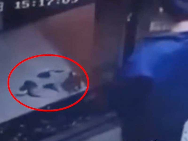 監控安徽男童虐狗 用電梯門將其夾死