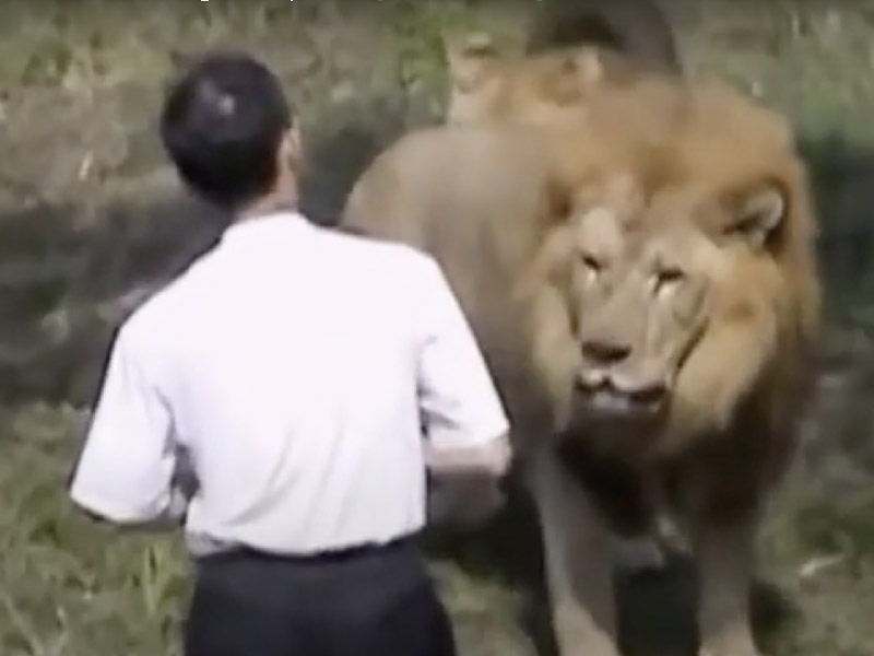 男子跳落獅子籠 結果 ... 男子跳落獅子籠 結果 ...