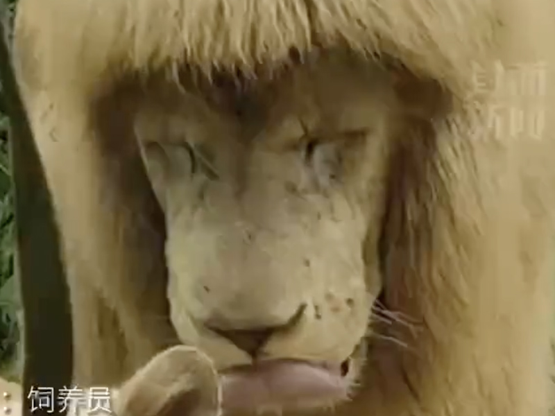 廣州動物園幫獅子剪齊劉海？