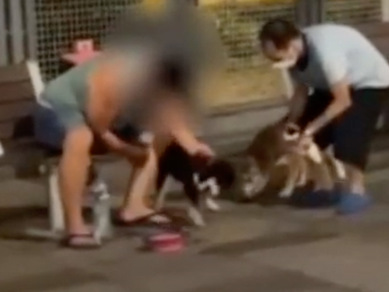 聲稱訓練 將柴犬捏頸強壓地上 男司機虐待動物被捕