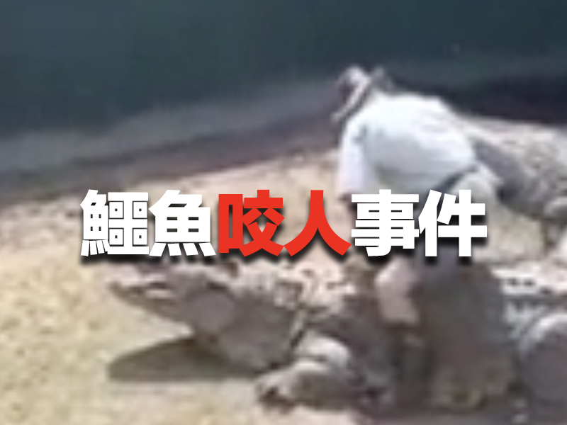 馴獸師坐鱷魚表演 結果被咬 ...