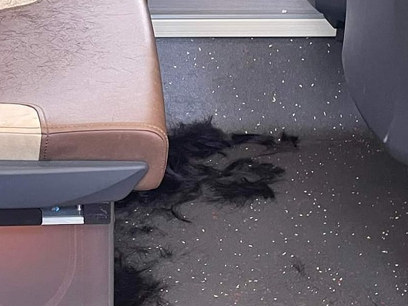 巴士大量頭髮碎 網民:突然覺悟剃頭出家 巴士大量頭髮碎 網民:突然覺悟剃頭出家