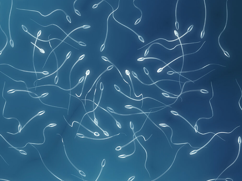研究曝全球男性精子質量大跌