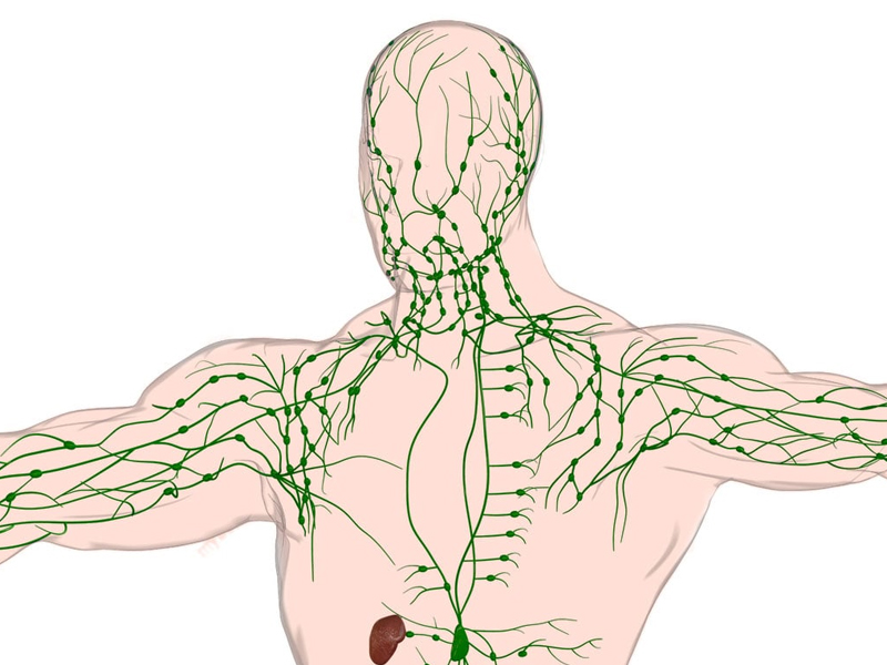 你的免疫能力全靠它！認識你不熟悉的淋巴系統