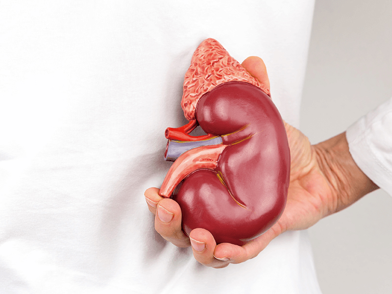 腎越好越長壽 中醫授養腎5秘訣 腎越好越長壽 中醫授養腎5秘訣