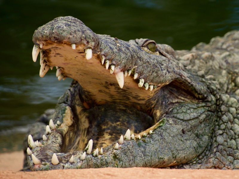 鱷魚英文怎麼說？Alligator 還是 Crocodile？