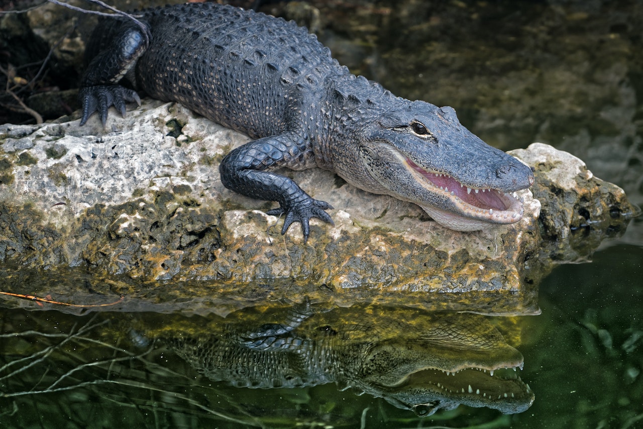 鱷魚英文怎麼說？Alligator 還是 Crocodile？