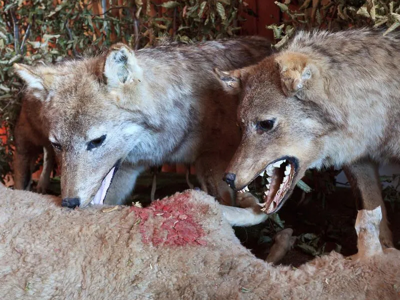 要成為狼，而不甘願做羊，還抱怨狼吃你 ...