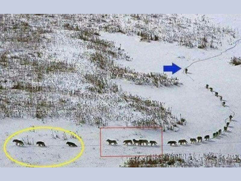 狼群的領袖走在哪個位置呢？