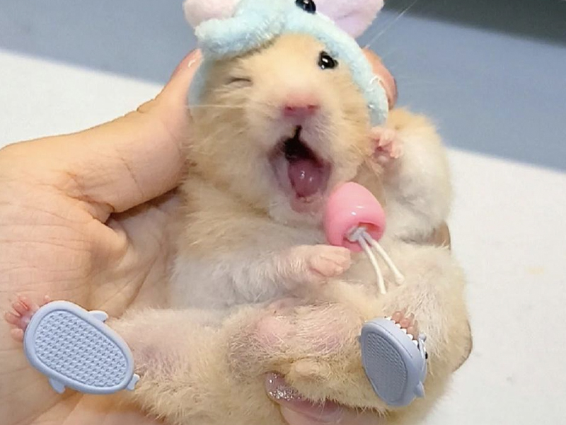 倉鼠都有拖鞋着