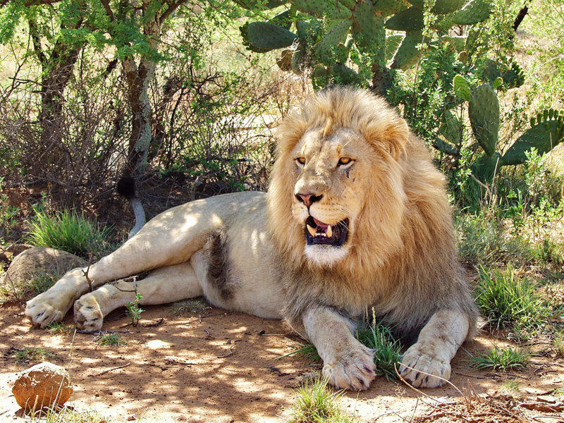 你若是獅子，何須炫耀？