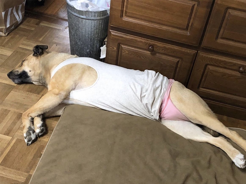 狗狗太像中年大叔了