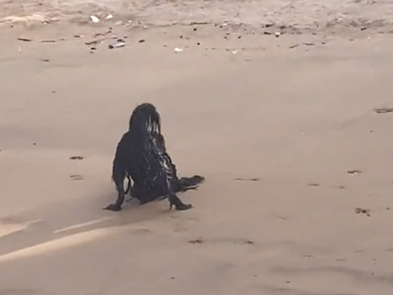 影片拍下沙灘上 黑色詭異不明生物