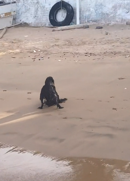 影片拍下沙灘上 黑色詭異不明生物