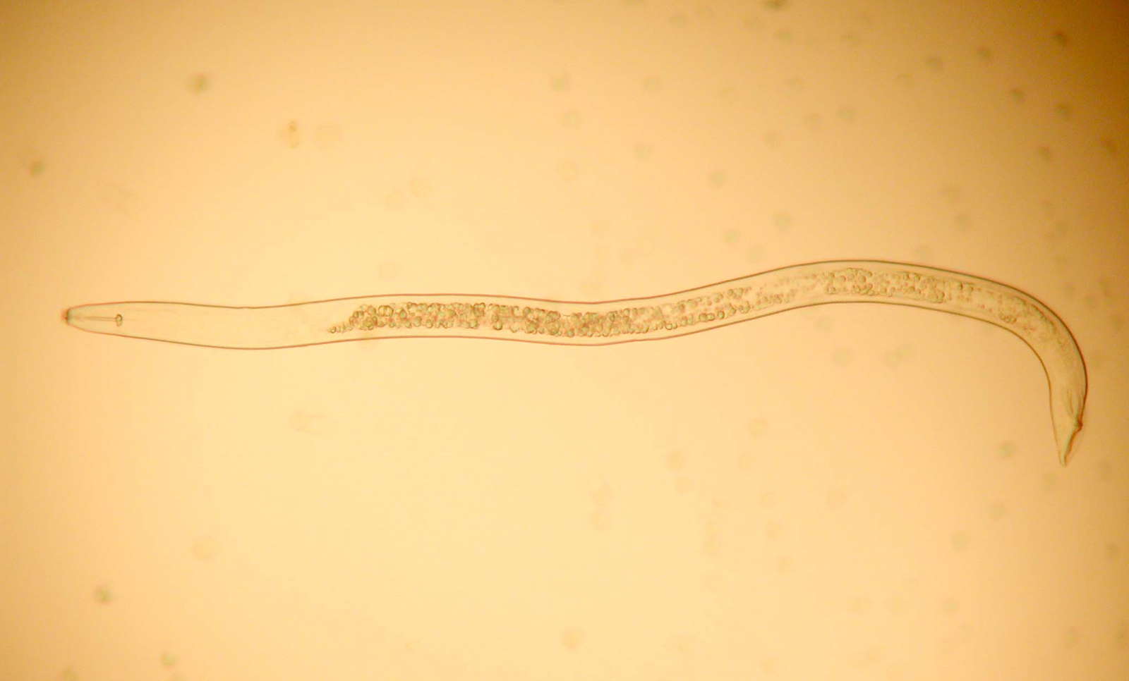 成功復活冰封4.6萬年的線蟲，對人類意味著什麼？