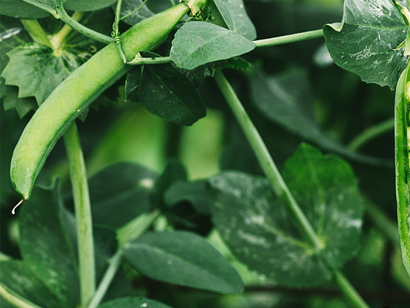 這 4 種蔬菜不要吃，很容易中毒