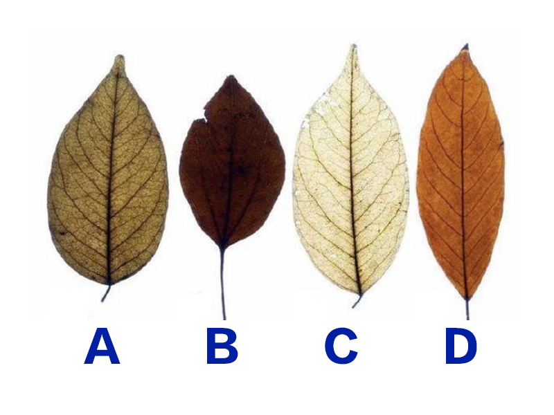 四片樹葉測出晚上誰最想你? 四片樹葉測出晚上誰最想你?