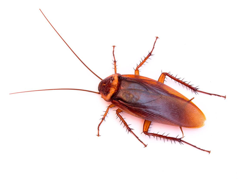 男子半夜床上玩手機，耳朵進蟑螂