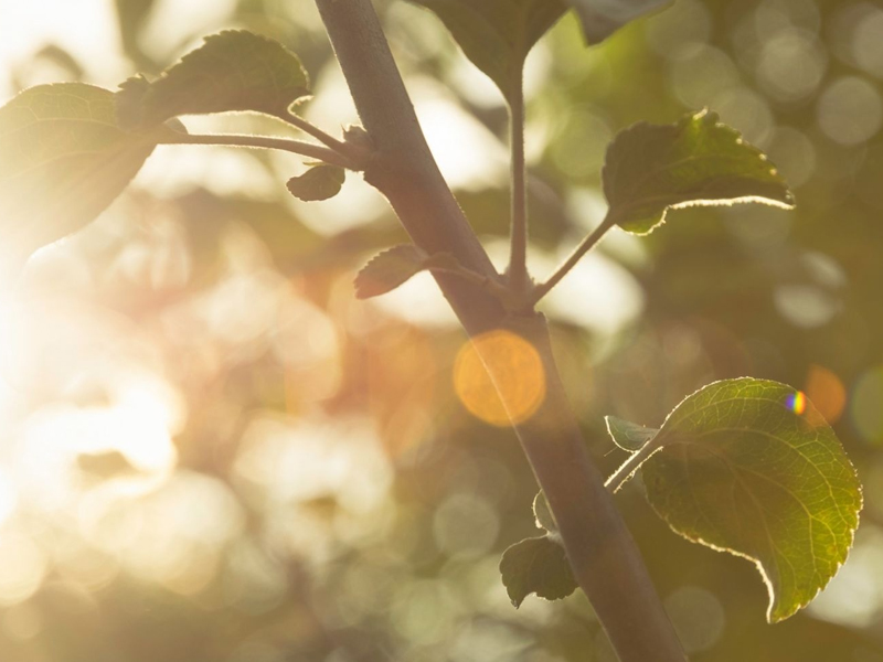 苦盡甘自來，春暖花會開