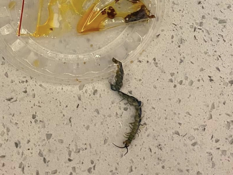 食車仔麵食到蜈蚣