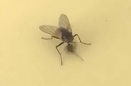 為什麼蒼蠅會把自己的頭扭下來玩？