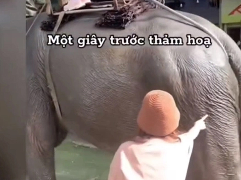 女遊客用手戳大象屁股，被踹飛畫面曝光