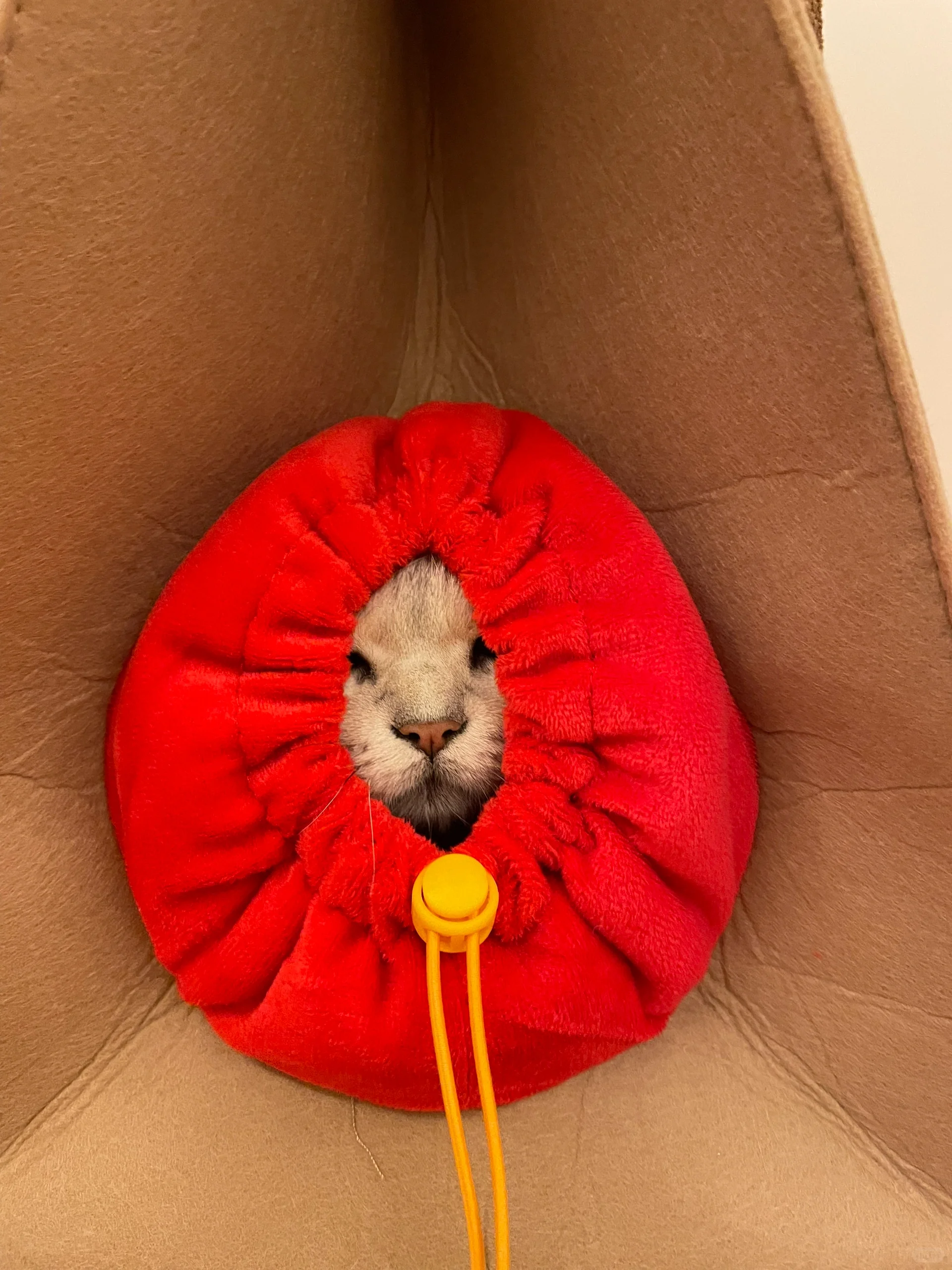 麥當勞推出「麥樂送喵喵雙人餐」送可愛貓窩