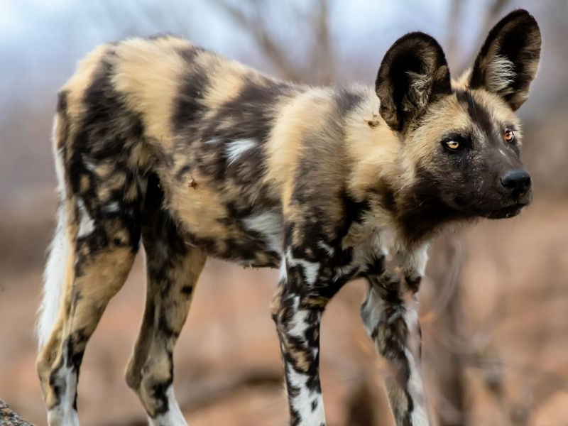 這五種人是畜生投胎，最好遠離！