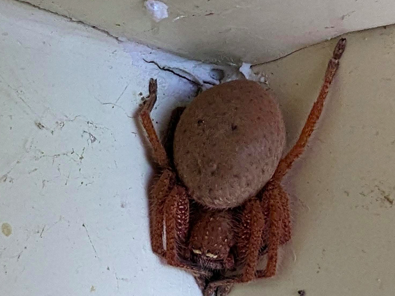 家中天花板發現，抱蛋的巨大蜘蛛