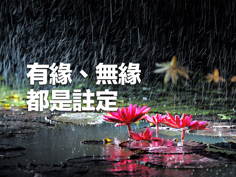 有緣、無緣，都是註定，任何人都強求不來