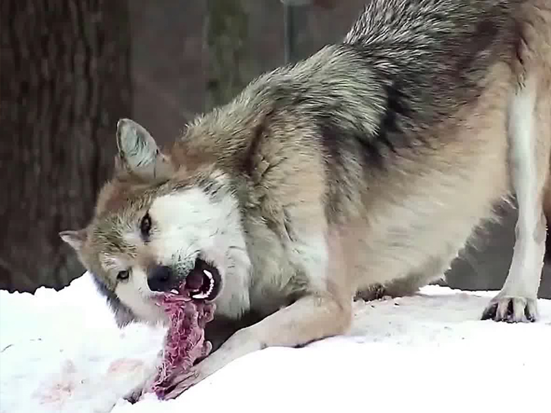 三十如狼，四十如虎，是什麼意思？