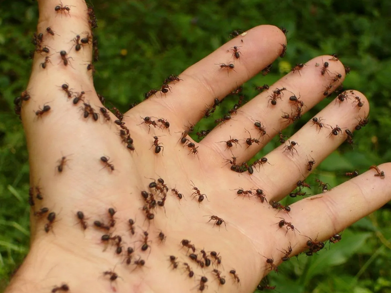 家裡突然出現很多螞蟻，風水預示什麼？