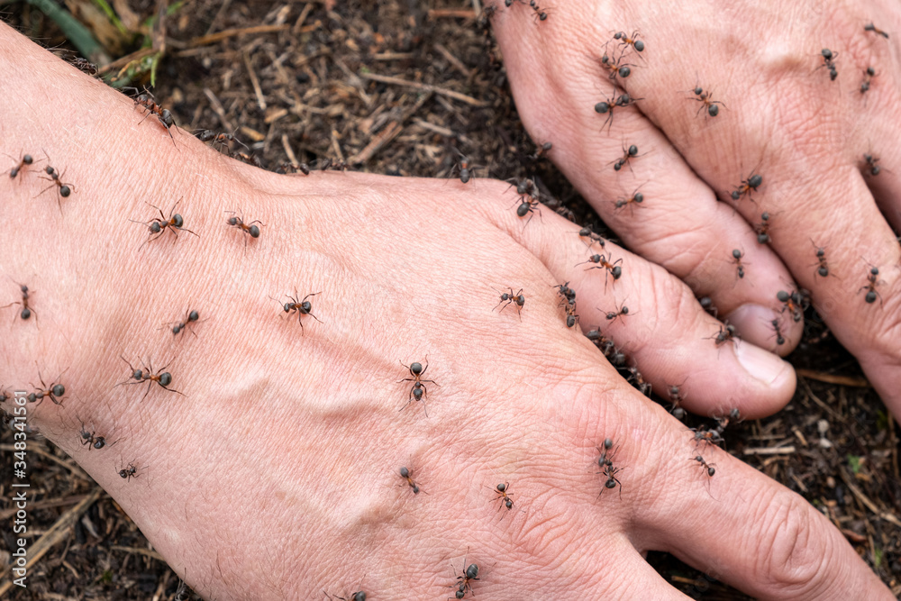 家裡突然出現很多螞蟻，風水預示什麼？