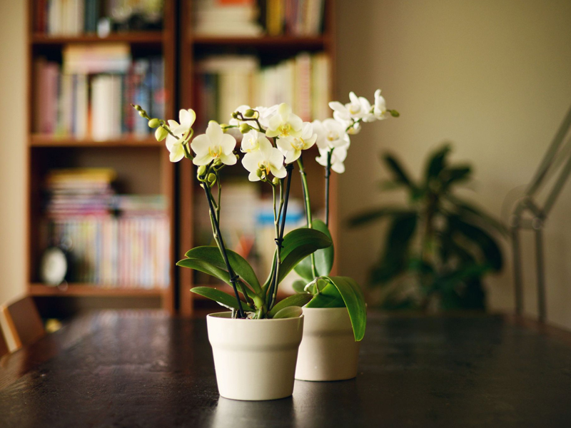 花旺人不旺,家裏最好別種這 6 種花草 花旺人不旺,家裏最好別種這 6 種花草