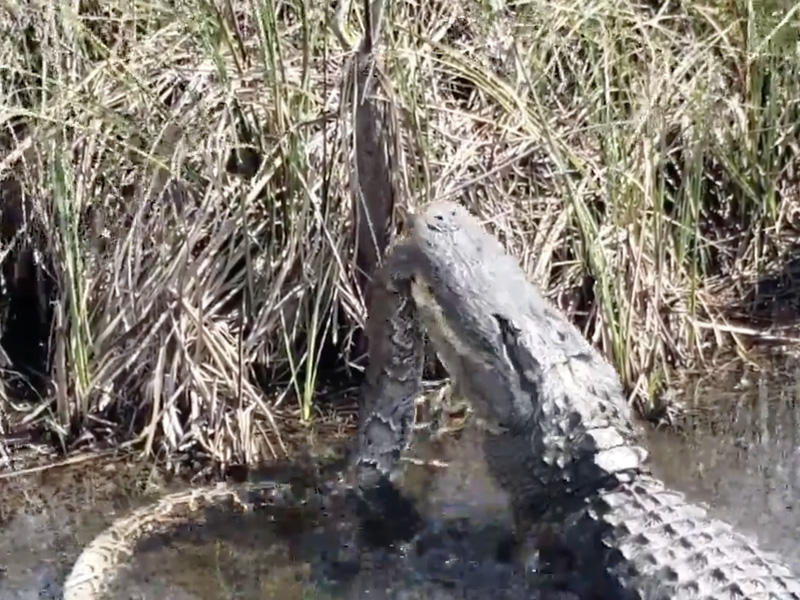 巨蟒與鱷魚的沼澤生死鬥！最後贏的竟是 ...