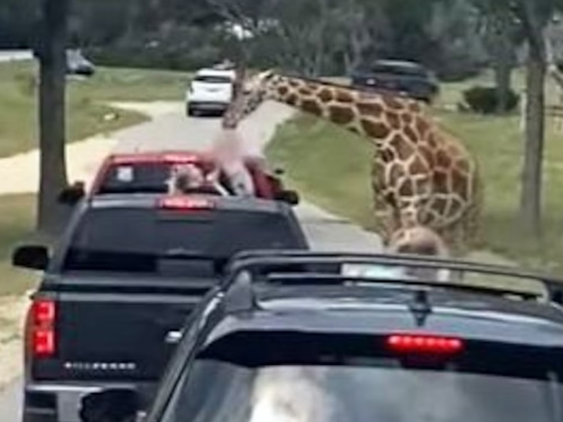 影片：小妹妹遊動物園，被長頸鹿叼走