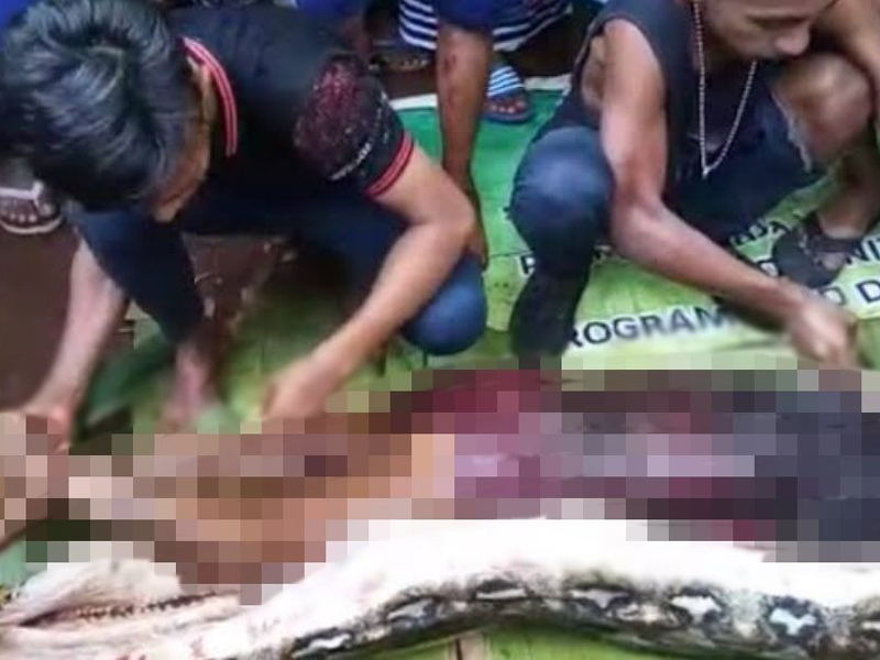 驚悚！婦人遭巨蟒吞食，恐怖畫面曝光