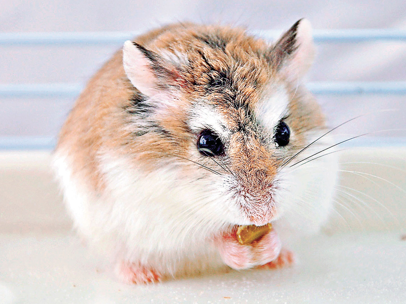 不可思議！旅客攜倉鼠上飛機，航班延誤引發眾怒