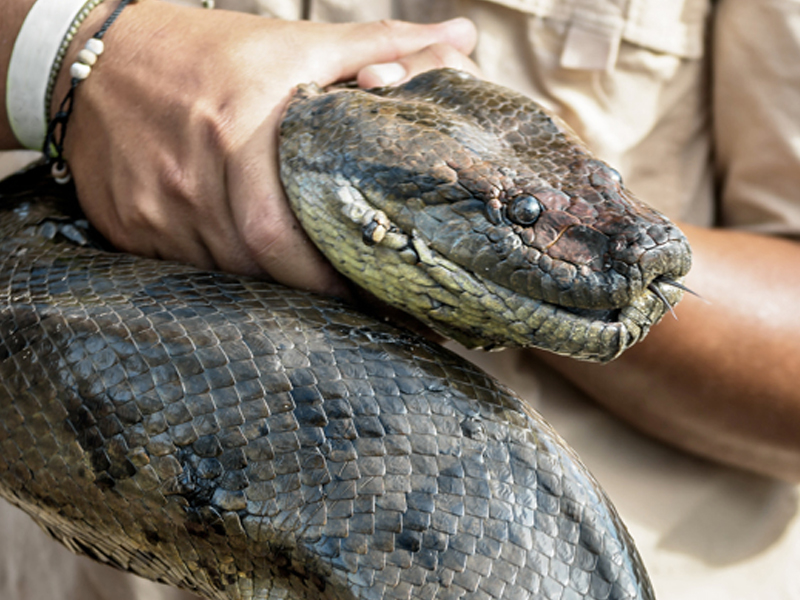 新城市廣場驚現蟒蛇！戲院一度關閉！