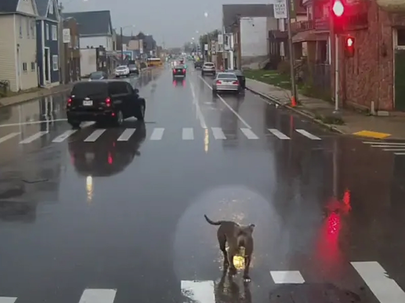 英雄司機拯救迷路狗狗，溫馨影片感動全網